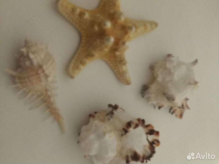 Морские ракушки