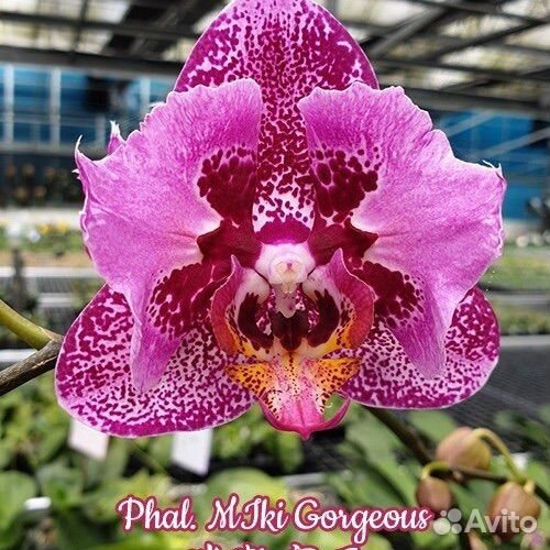 Орхидея Фаленопсис Бабочка пелор трилипс мутант
