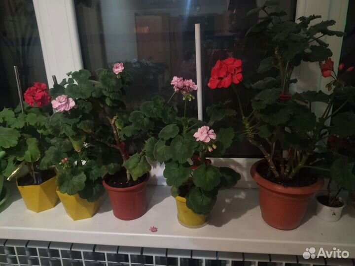 Комнатные растения цветы