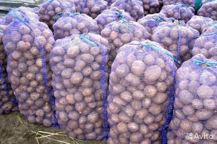 Картофель деревенский