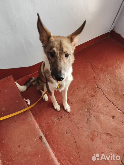 Собачка мальчик