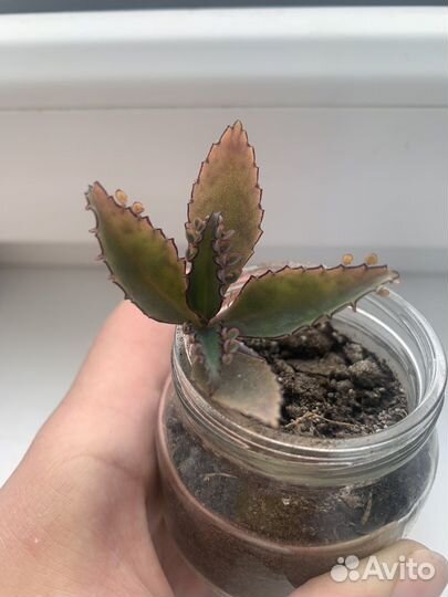 Каланхоэ Дегремона (живородящая) (каланхоя)