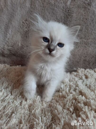 Котенок редкой породы