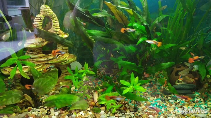 Аквариумные рыбки гуппи