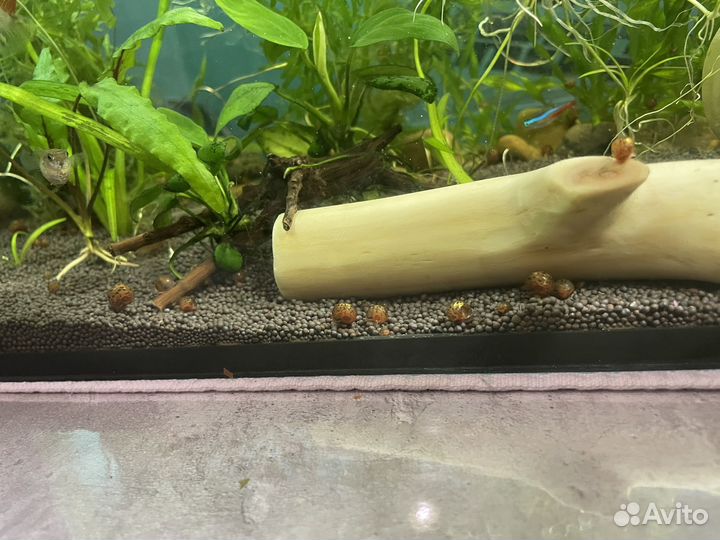 Улитки аквариумные