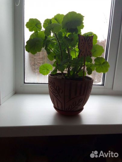 Пеларгония герань