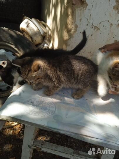 Отдам котят в добрые руки