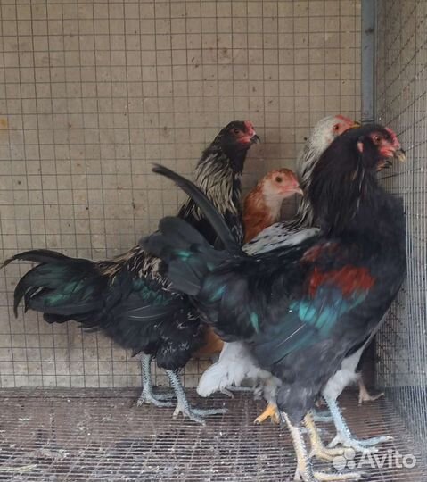 Петушки Амераукана