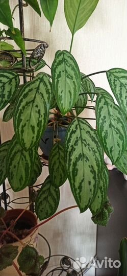 Продам цветы домашние