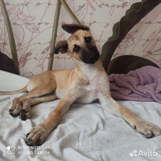 Ищет дом щенок(девочка)