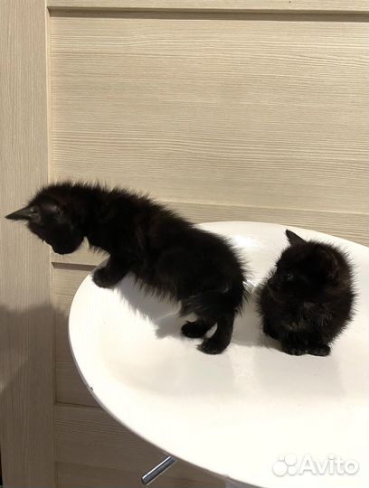 Черные котята