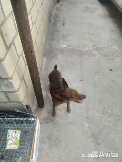 Вязка цвергпинчер