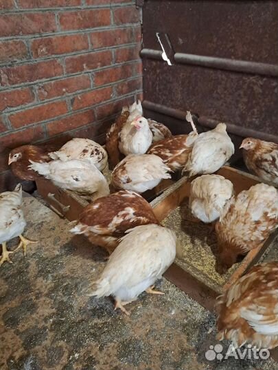 Куры домашние