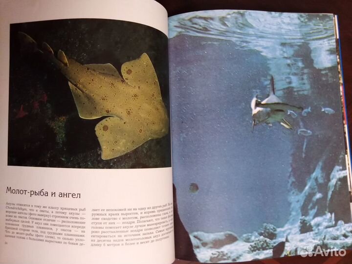 Мир животных