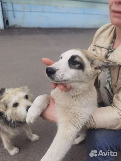 Щенок, 3 мес, метис лайки.доставка