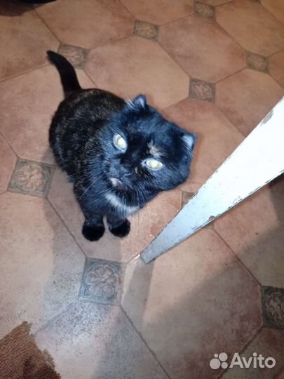 Кошка в дар