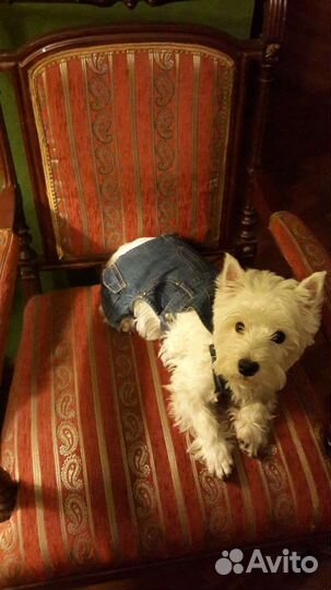 Одежда для маленьких и средних собак Puppy Angel