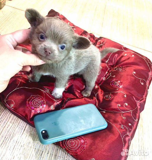 Чихуахуа мини Лиловый Пупс