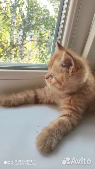 Персидский котик