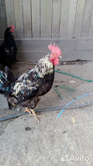 Продам петуха
