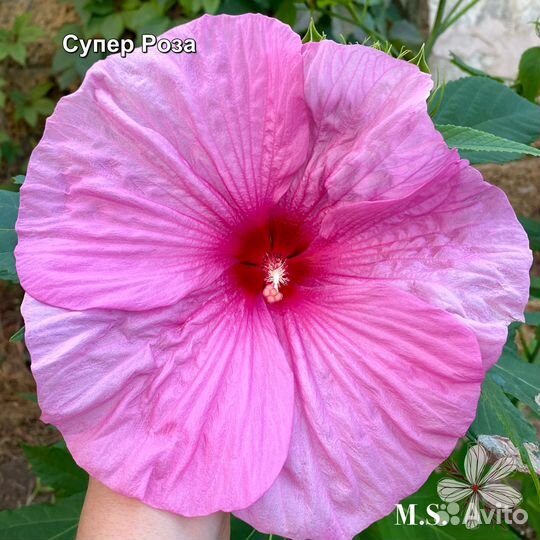 Гибискус травянистый (болотный,садовый)