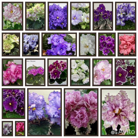 Фиалка укорененные листочки