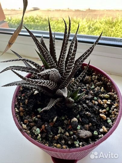 Суккулент хавортия