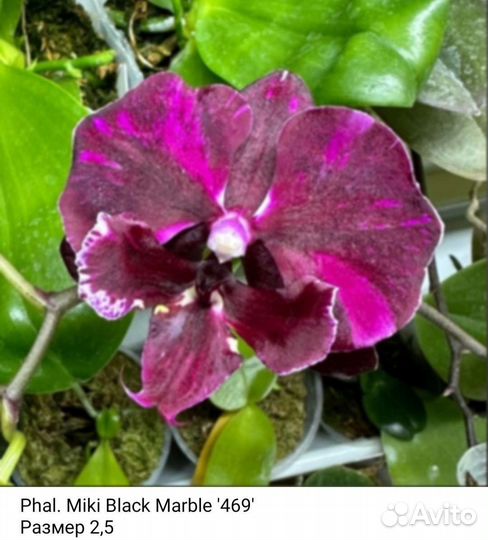 Орхидея фаленопсис биг лип