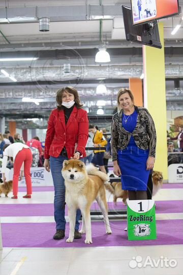 Кобель для вязки акита ину