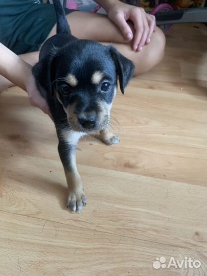 Отдам щенков