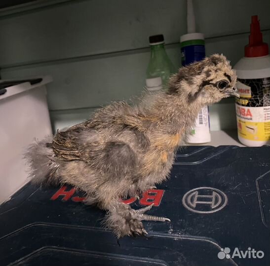 Цыплята Китайские шелковые