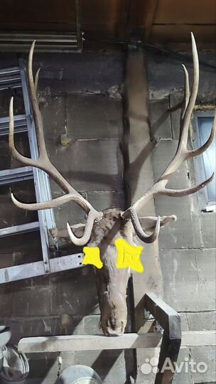 Голова с рогами