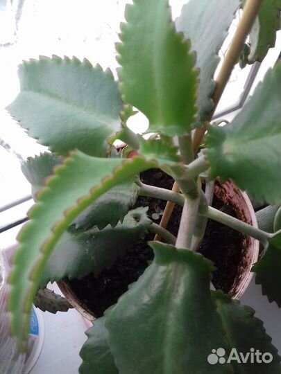 Каланхое лечебное