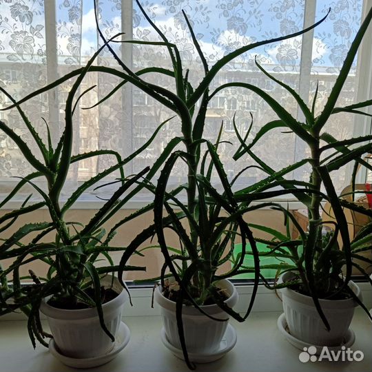 Алоэ лечебный