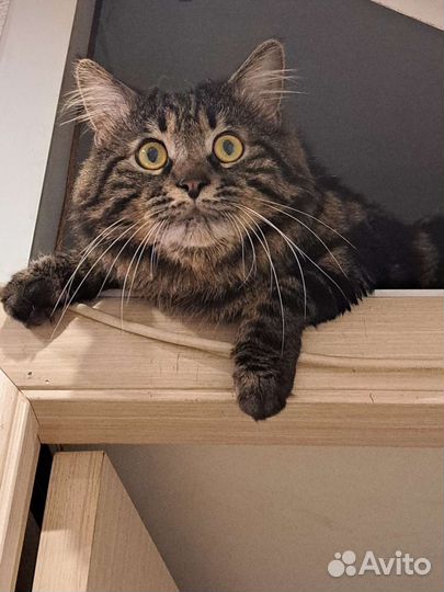 Котик ищет невесту