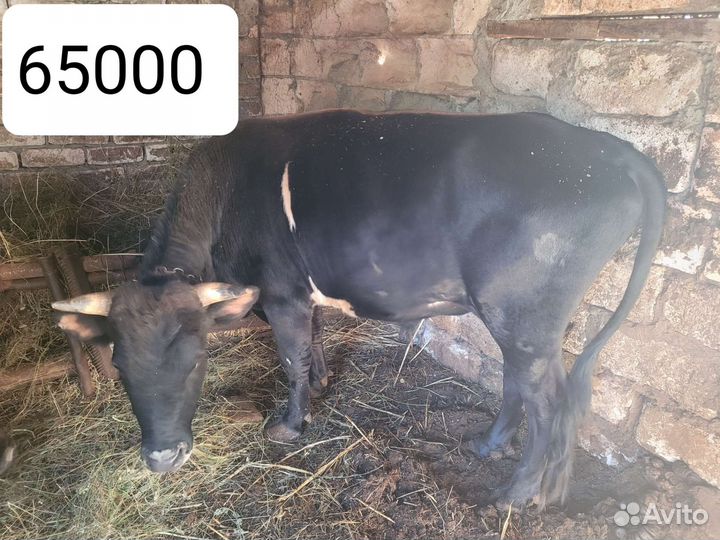 Бычки и быки 2 год