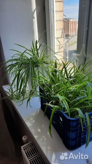 Хлорофитум пальма