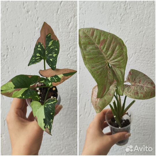 Домашние растения