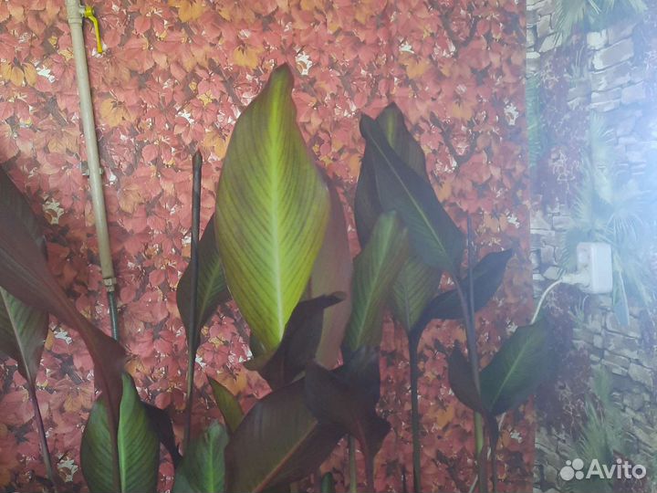 Клубни канны