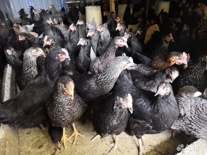 Куры молодка