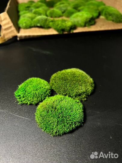 Мох кочка стабилизированный для Бонсай