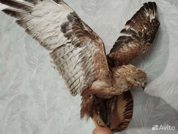 Чучело птицы