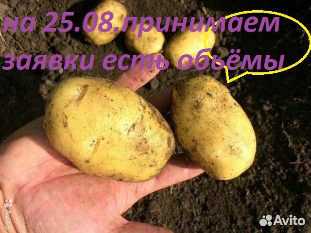 Картофелъ на хранение свежийурожай2024гС.Доставкой