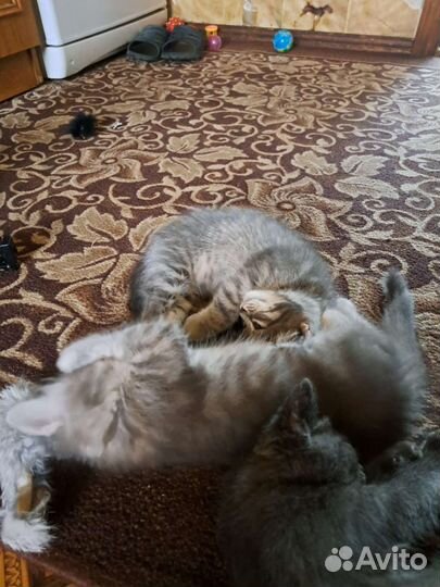 Кошки в добрые руки бесплатно