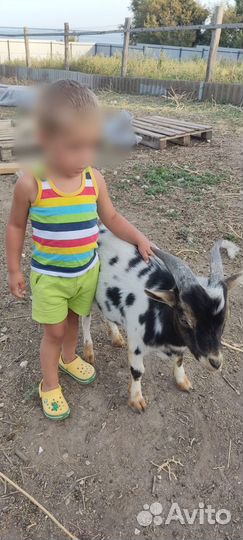 Камерунский козлик