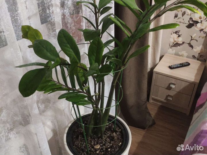 Замиокулькас