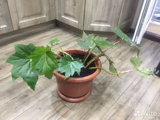 Бегония манжетная