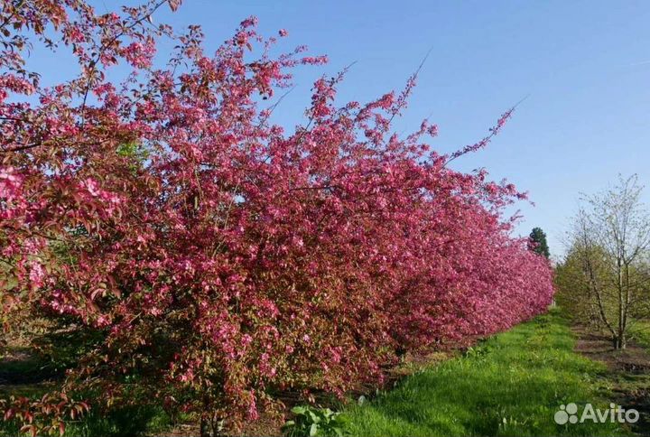 Яблоня недзвецкого
