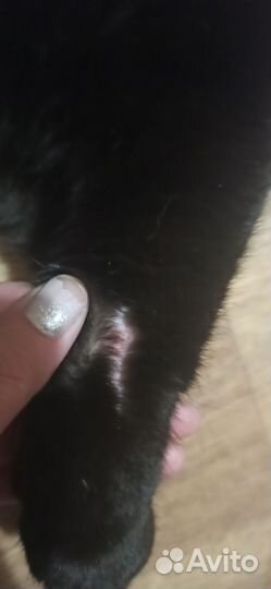 Ищет дом кот потеряшка
