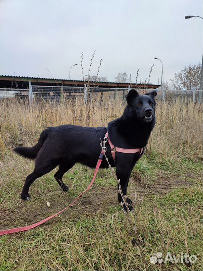 Прогулка с собакой из приюта